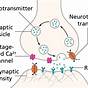 Neuron As A Circuit Diagram