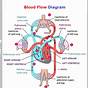 Blood Flow Circuit Diagram