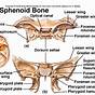 Greater And Lesser Wing Of Sphenoid