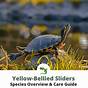 Yellow-bellied Slider Age Chart