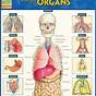 Women's Organs Chart