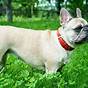 French Bulldog Weight And Size