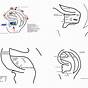 Acupuncture Ear Piercing Chart