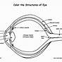 Eye Anatomy Worksheet
