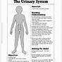 Urinary System Worksheet