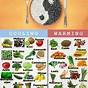 Traditional Chinese Medicine Food Chart