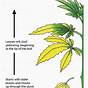 Weed Nutrient Deficiency Chart