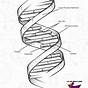 Dna The Double Helix Worksheet