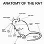Diagram Of The Insides Of A Rat