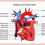 The Heart Labeled And Explained