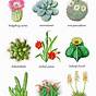 Types Of Cactus Chart