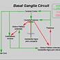 Basal Ganglia Circuit Diagram