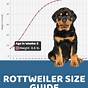 Growth Chart Of Rottweiler
