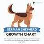 Weight Chart For German Shepherd