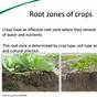 Root Zone Depth Of Different Crops