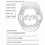 Dental Health Worksheet 2nd Grade