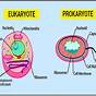 Eukaryote Vs Prokaryote Worksheet