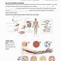Worksheet On Tissues Of The Human Body