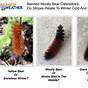 Woolly Bear Weather Prediction Chart