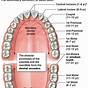 Tooth Surface Labeling Chart