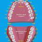 Upper Teeth Number Chart