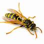 Types Of Bees And Wasps In Pennsylvania
