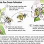 Apple Tree Pollination Guide