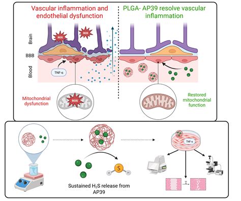 PLGA-Encapsulated Mitochondrial Hydrogen Sulphide Donor, AP39, Resolve ...
