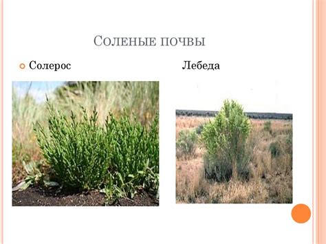 Растения индикаторы окружающей среды - online presentation