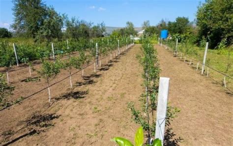 Мини-садоводство объединяет в сельхозкооперативы: опыт Карачаево ...