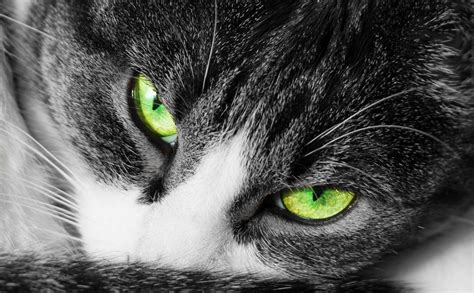 close-up mata kucing