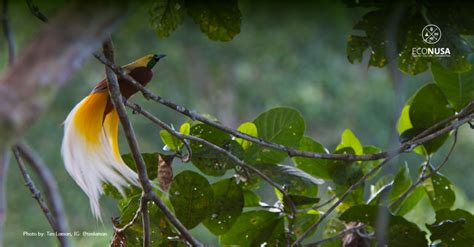 Burung Turuk menjaga kelestarian hutan mangrove