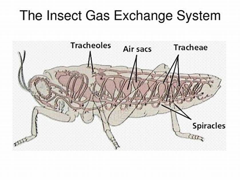 Sistem Pernapasan Serangga
