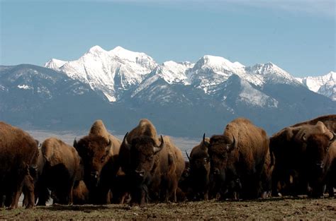 Montana