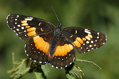 Bordered patch butterflies