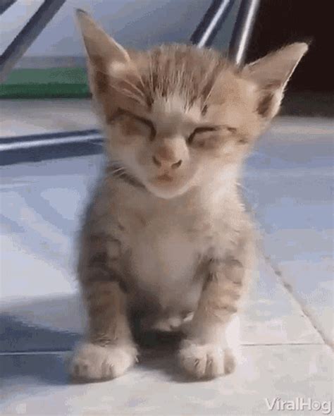 Tired gif