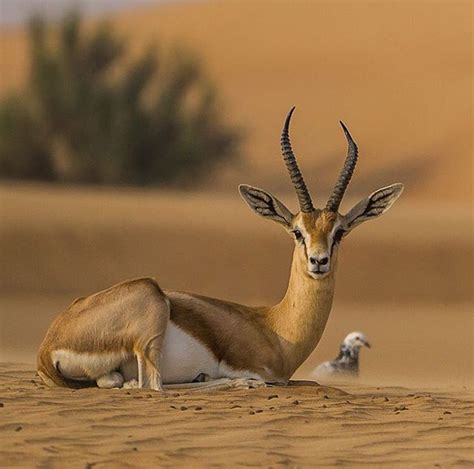 Mountain gazelles