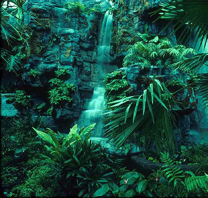 Amazon rainforest