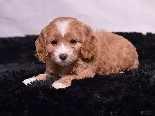 Red Cavapoo Puppies for sale | Lancaster Puppies