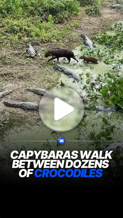 Capybaras calmly walk through group of crocodiles