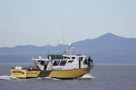 MORRO BAY WHALE WATCHING SUB SEA TOURS AND KAYAKS (2026) All You Need ...