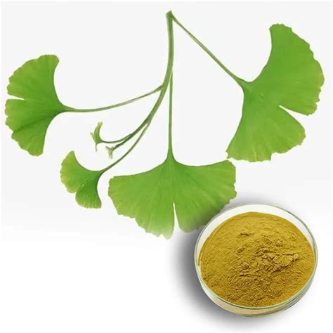 All About Ginkgo Biloba Extract