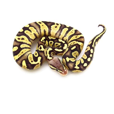 Chocolate Firefly Ball Python Female (Dbl Het True Ghost)