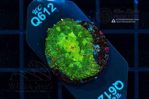 Rhodactis Swamp (Filter)-SCH1_260403_090