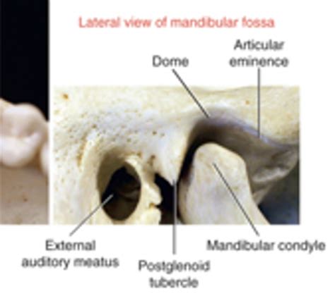 TMJ Flashcards | Quizlet