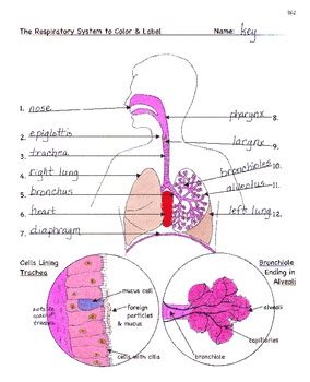 Label The Respiratory System Worksheet