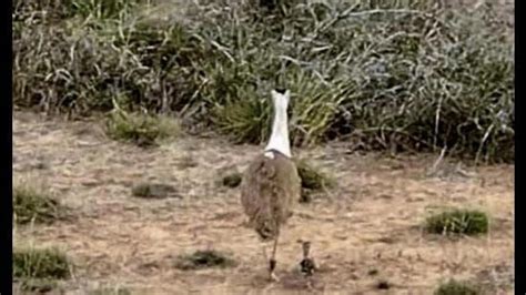 Hatching of hope for the Indian bustard