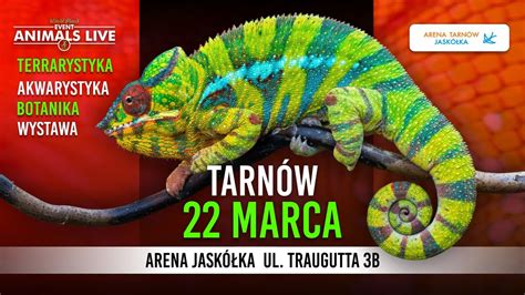 Animals Live TARNÓW - 22 Marca 2026 - Terrarystyka & Akwarystyka ...