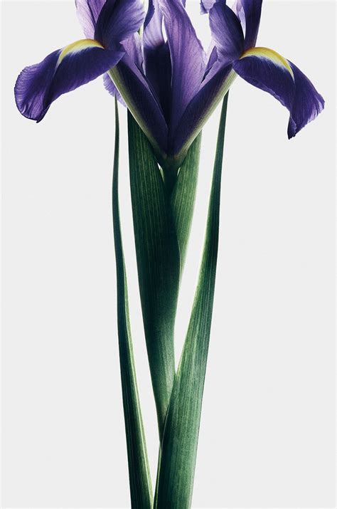 LOEWE Solo Elixir 50ml | LOEWE Perfumes