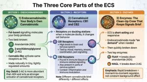 The Endocannabinoid System Explained - The Clinton Courier